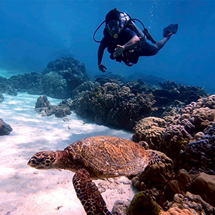 activities diving thumbnail