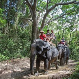 activities elephant treking thumbnail